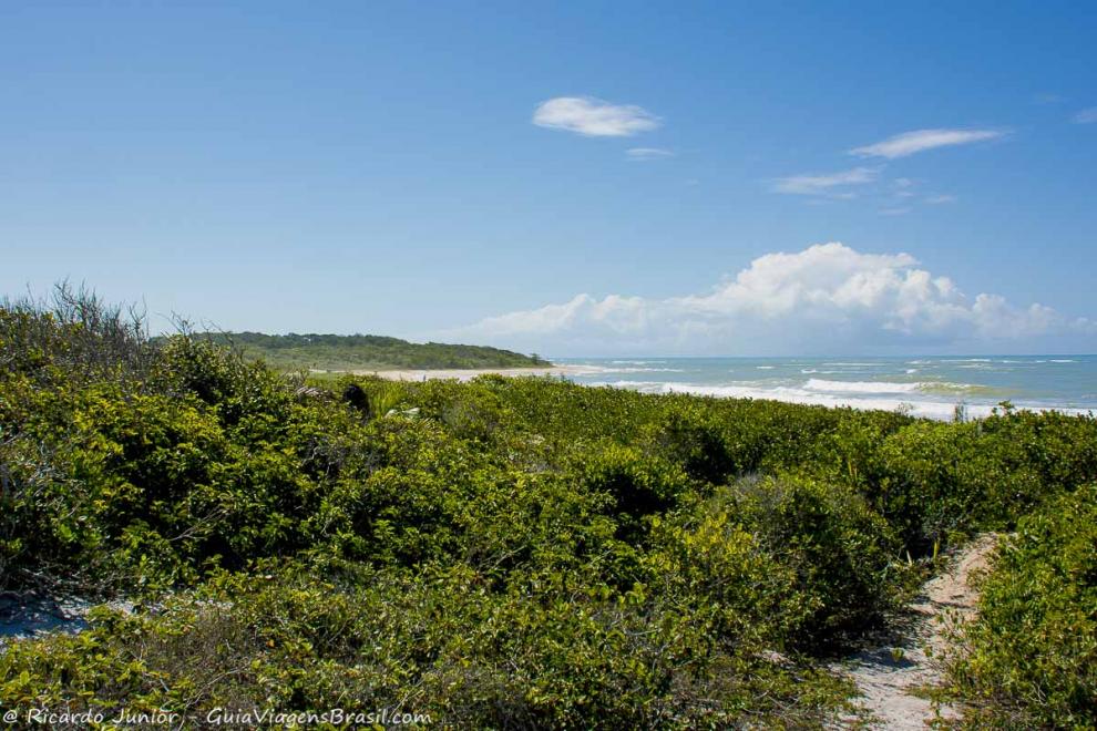 Imagem da vasta vegetação da Praia Ponta de Itaquena.